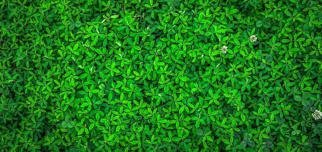 Les activités écologiques à privilégier lors de vos voyages