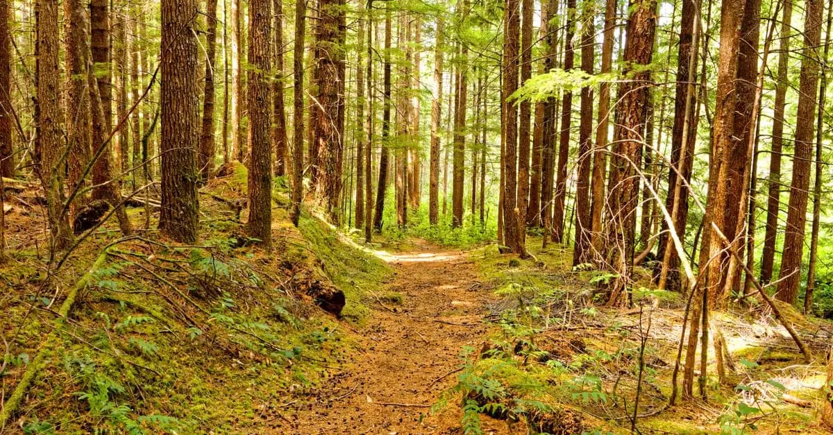 Qu'est-ce que le greenwashing dans le tourisme ?